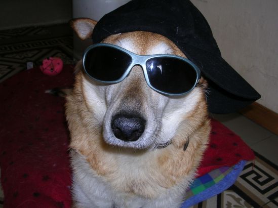 cooldog1.jpg