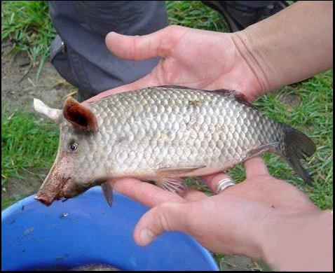 schweinefisch.JPG