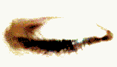auge-zwinker.gif